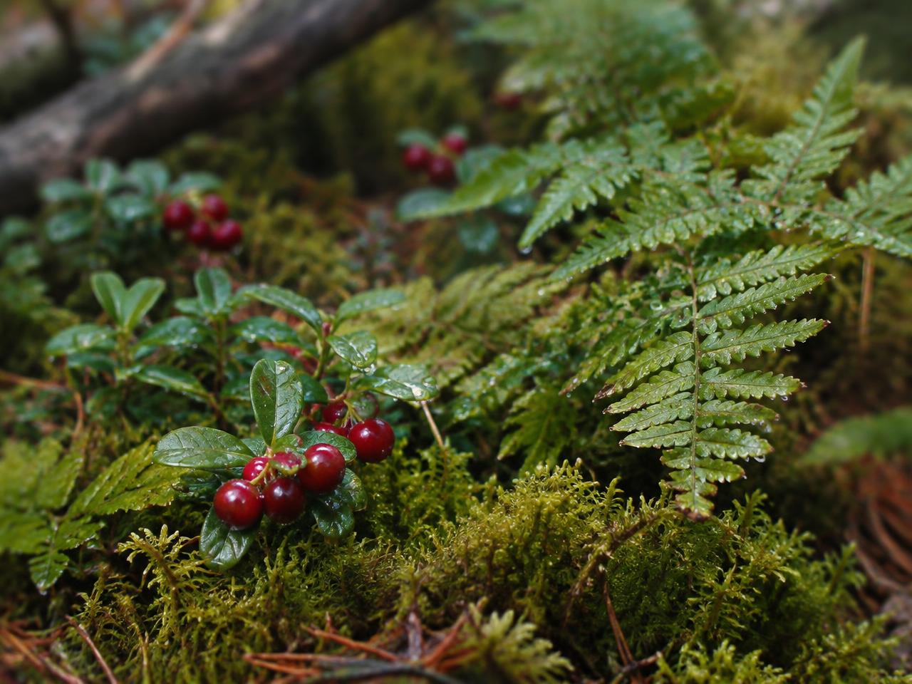 Illustrasjonsbilde: mose og tyttebær i skogen
